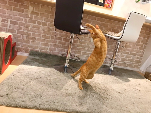 日常の中で再発見!? 愛猫が「飼い主に似てるな~」と思った瞬間5つ