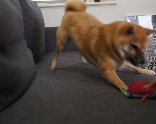 そんなところまで⁉ 愛犬が「自分と似ている」と感じた行動5選