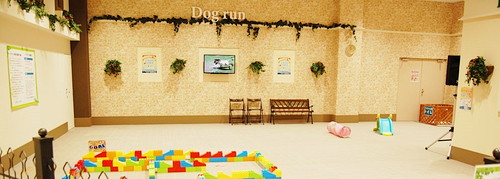 雨の日でも遊べる!愛犬と行ける「おでかけスポット」3選