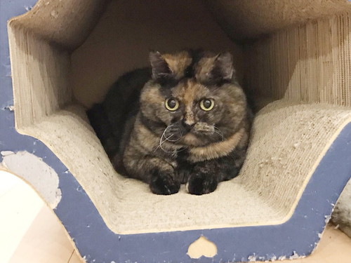 胸キュンが止まらない…!猫を「かわいい」と思う瞬間5選