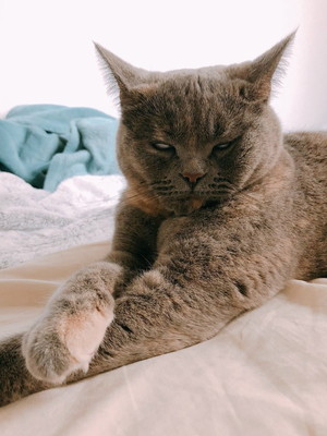 十ニャン十色!まさかの寝相で眠る「コミカルねこちゃん」11選