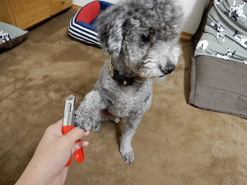 3つのグッズで犬の「爪切り」に挑戦!使い方や注意点も要チェック