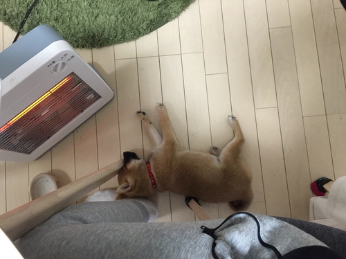 柴犬珍百景！飼い主だから分かる「柴犬の愛すべき珍行動」3選
