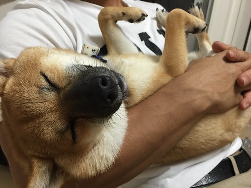 そんなところまで⁉ 愛犬が「自分と似ている」と感じた行動5選