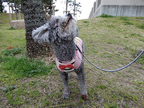 小型犬の衣替えの参考に!春夏用おすすめ『ドッグウェア』3選