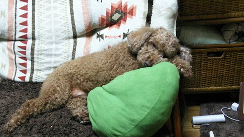 あげだしたらキリがない!愛犬家座談会「犬のどんなところが好きですか?」