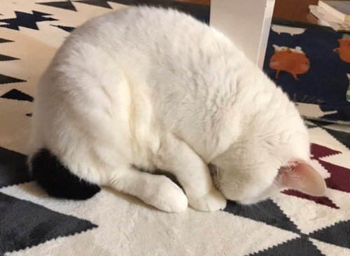 十ニャン十色!まさかの寝相で眠る「コミカルねこちゃん」11選