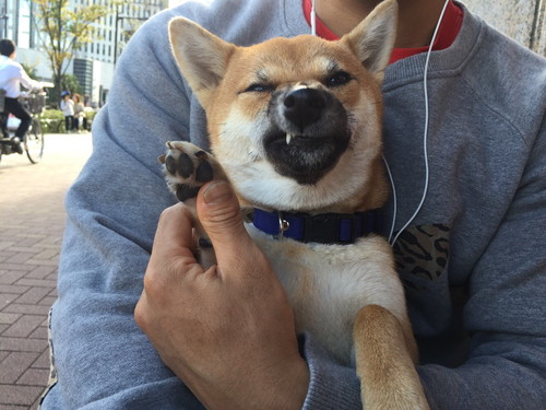 飼い主は見た!可愛すぎる「柴犬のおもしろ珍行動」3選