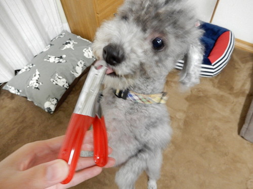 3つのグッズで犬の「爪切り」に挑戦!使い方や注意点も要チェック