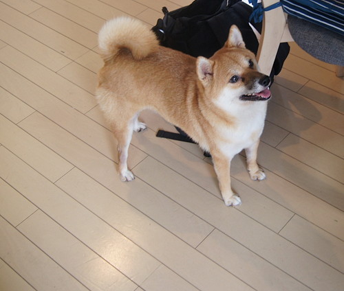 そんなところまで⁉ 愛犬が「自分と似ている」と感じた行動5選