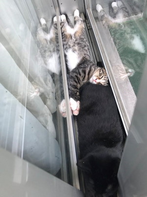 十ニャン十色!まさかの寝相で眠る「コミカルねこちゃん」11選