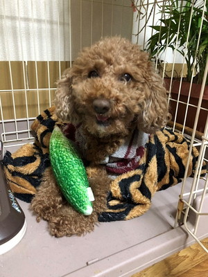 あげだしたらキリがない!愛犬家座談会「犬のどんなところが好きですか?」
