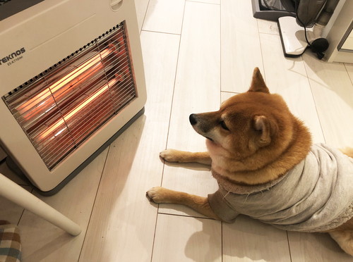 柴犬珍百景！飼い主だから分かる「柴犬の愛すべき珍行動」3選