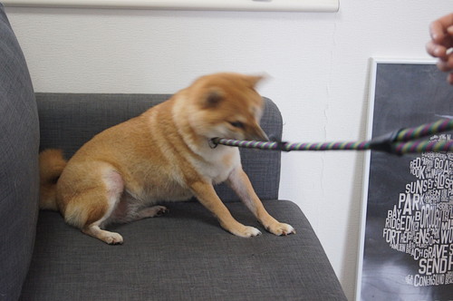 そんなところまで⁉ 愛犬が「自分と似ている」と感じた行動5選