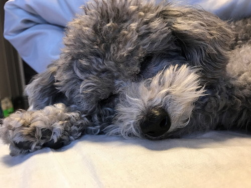 あげだしたらキリがない!愛犬家座談会「犬のどんなところが好きですか?」
