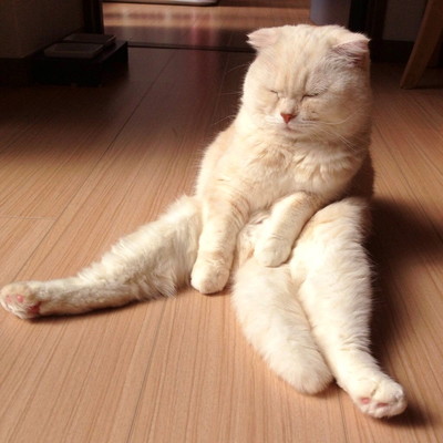 十ニャン十色!まさかの寝相で眠る「コミカルねこちゃん」11選