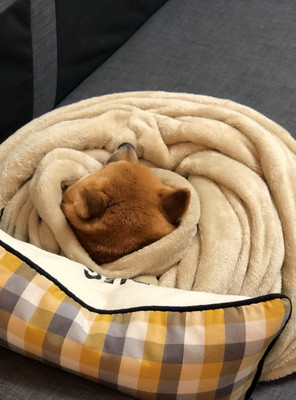 柴犬珍百景！飼い主だから分かる「柴犬の愛すべき珍行動」3選