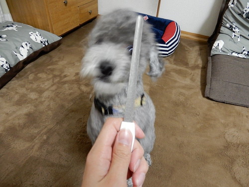 3つのグッズで犬の「爪切り」に挑戦!使い方や注意点も要チェック