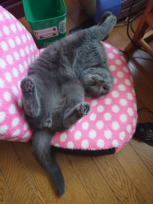十ニャン十色!まさかの寝相で眠る「コミカルねこちゃん」11選