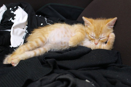 十ニャン十色!まさかの寝相で眠る「コミカルねこちゃん」11選