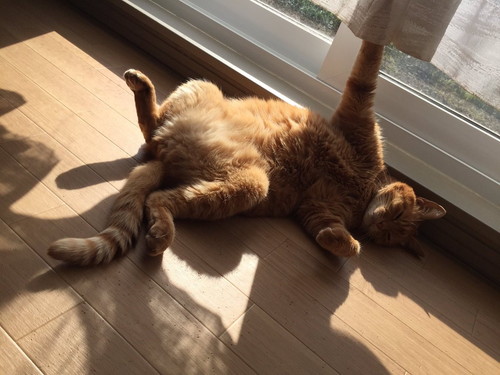 十ニャン十色!まさかの寝相で眠る「コミカルねこちゃん」11選