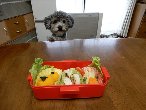 愛犬とお揃い!わんちゃんも食べられる「春の行楽弁当」レシピ