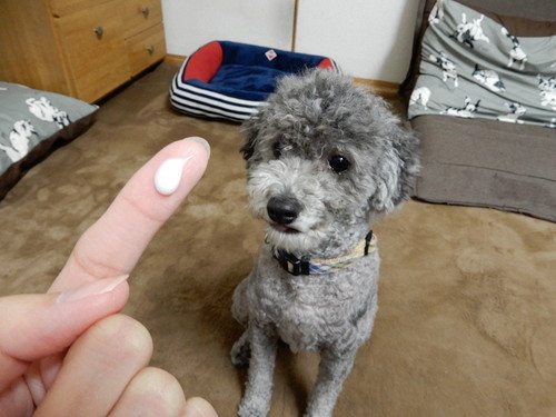 3つのグッズで犬の「爪切り」に挑戦!使い方や注意点も要チェック