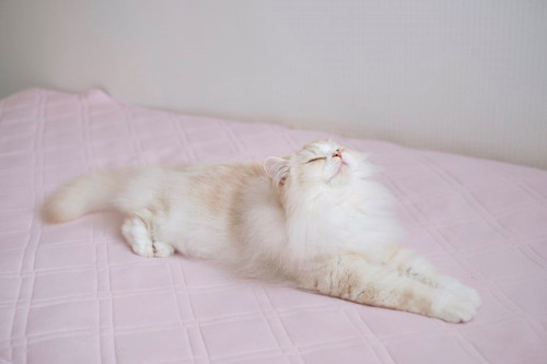 十ニャン十色!まさかの寝相で眠る「コミカルねこちゃん」11選