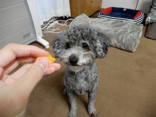 愛犬とお揃い!わんちゃんも食べられる「春の行楽弁当」レシピ