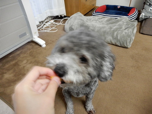 愛犬とお揃い!わんちゃんも食べられる「春の行楽弁当」レシピ