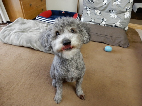 愛犬とお揃い!わんちゃんも食べられる「春の行楽弁当」レシピ