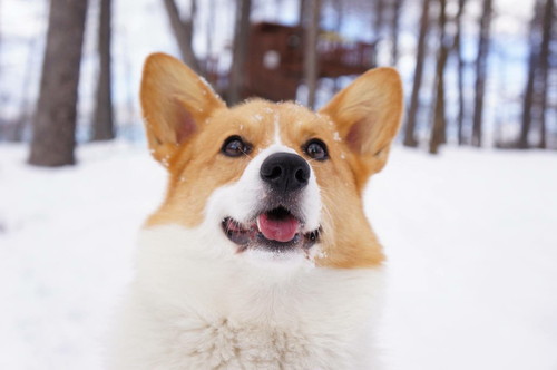 ルールを守って楽しく滑ろう!愛犬と一緒に行ける「スキー場」4選