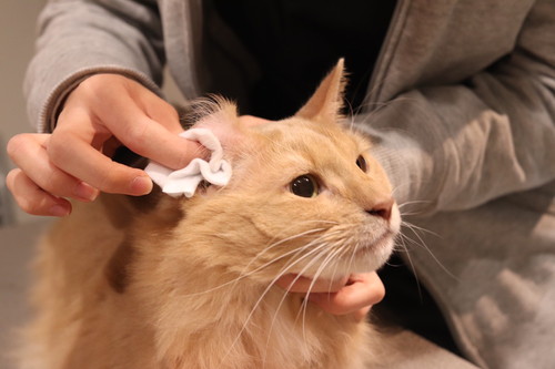 あなたの愛猫は大丈夫?日ごろから実践したい「耳掃除」の正しい方法