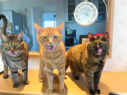 私の気持ち、伝わってる!? 猫と「心が通じた…!」と思った瞬間