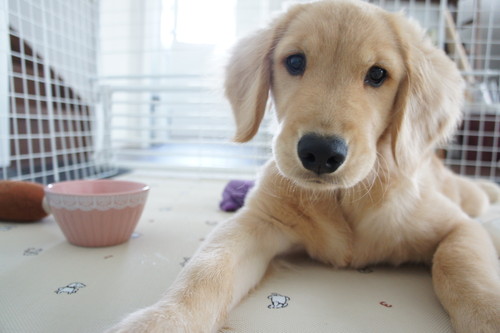 落ち着く場所で練習しよう!犬の「クレートトレーニング」3ステップ