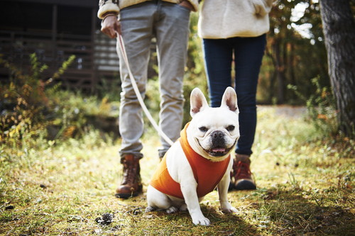 予防よりも早期発見が大切!犬の「がん」に対して飼い主ができること