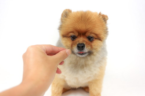 そのあげ方、間違っているかも!犬の「おやつ」知っておきたい基礎知識