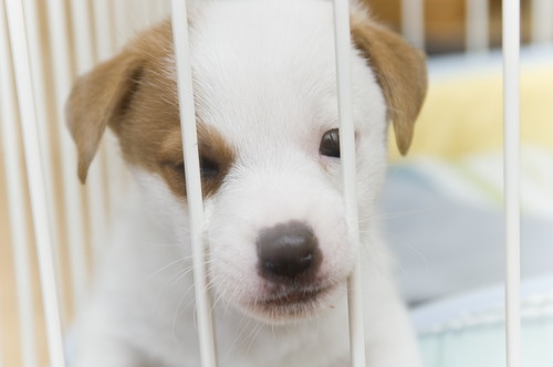 落ち着く場所で練習しよう!犬の「クレートトレーニング」3ステップ