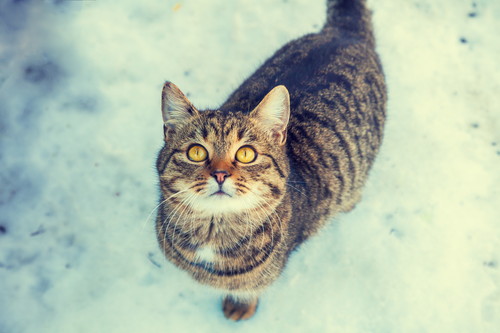 「猫はこたつで丸くなる」の不思議に迫る!体温の基本知識&調節メカニズム