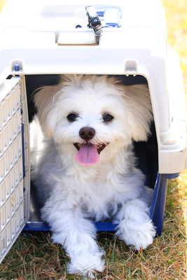 落ち着く場所で練習しよう!犬の「クレートトレーニング」3ステップ