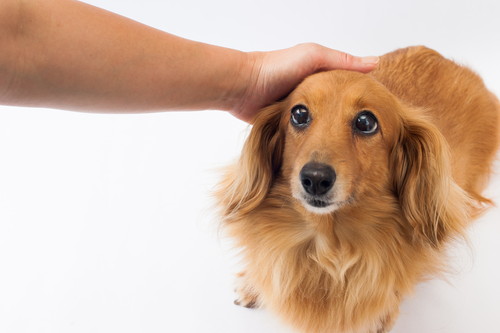 落ち着く場所で練習しよう!犬の「クレートトレーニング」3ステップ