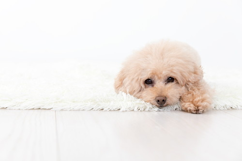 予防よりも早期発見が大切!犬の「がん」に対して飼い主ができること