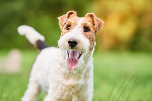 獣医師が感心した!飼い主さんの「愛犬への気遣い」~第1弾~
