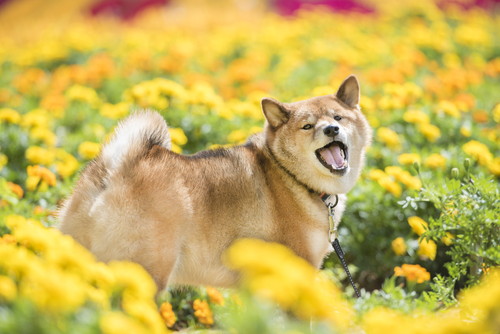 獣医師が感心した!飼い主さんの「愛犬への気遣い」~第1弾~