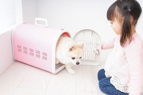 落ち着く場所で練習しよう!犬の「クレートトレーニング」3ステップ