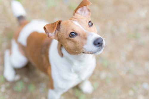 予防よりも早期発見が大切!犬の「がん」に対して飼い主ができること