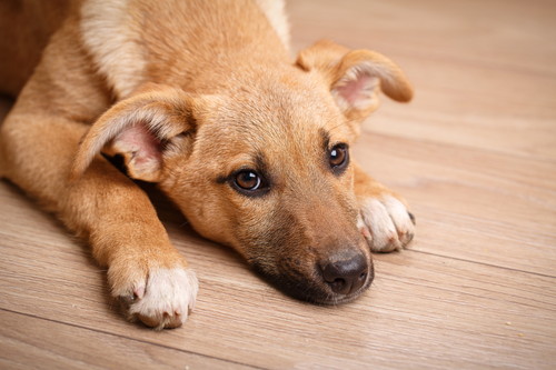 予防よりも早期発見が大切!犬の「がん」に対して飼い主ができること