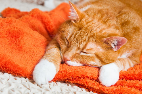 「猫はこたつで丸くなる」の不思議に迫る!体温の基本知識&調節メカニズム