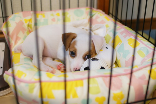 落ち着く場所で練習しよう!犬の「クレートトレーニング」3ステップ