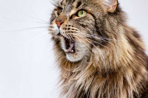 猫の「口臭」どうすればいい?主な原因と最適なケアについて徹底解説